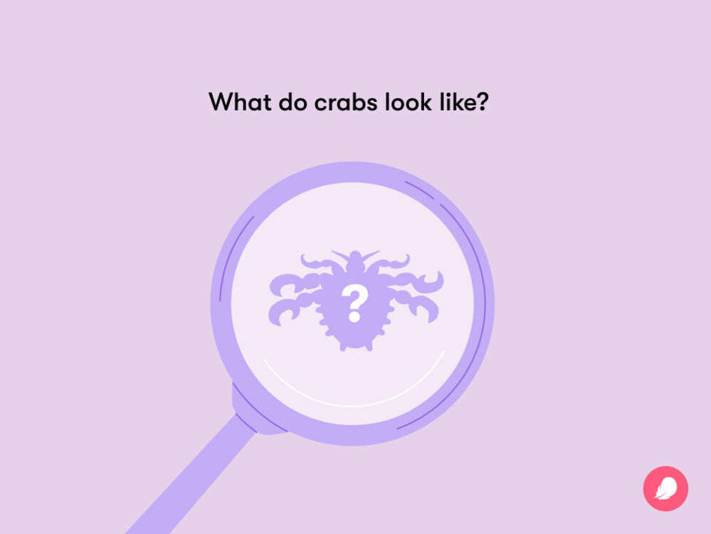 What do crabs feel like? Your questions answered